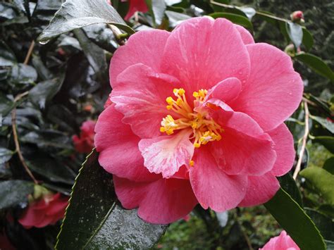 Soos creek trail travelers' reviews, business hours, introduction, open hours. Camellias at the Bloedel Reserve on Bainbridge Island ...