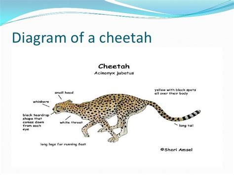 Diagrams Of Cheetahs