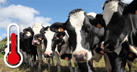 How Some Cows Can Give Heat Stress The Cold Shoulder Pancosma