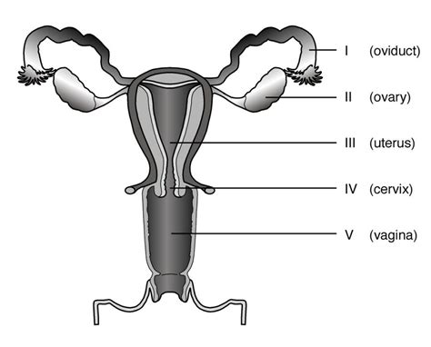 Draw The Labelled Diagram Of Female Reproductive System And State The Riset