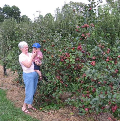 We are a family owned and operated online plant nursery that ships to georgia trees throughout the continental united states. Century Farm Orchards: Apple Tree Nursery
