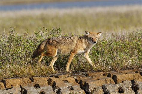With Coyote Sightings On The Rise In The Woodlands Officials Offer
