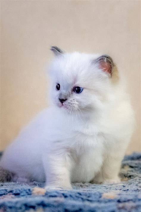Ragdolls are considered very low shedding compared to most cat breeds. 7 Fun Facts About Ragdoll Cats in 2020 | Ragdoll cat, Why ...