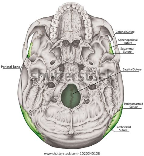 Parietal Bone Cranium Head Skull Individual Stock Illustration 1020340138