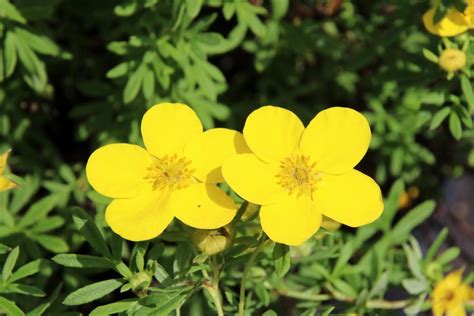 25 Best Flowering Shrubs For Full Sun Hgtv
