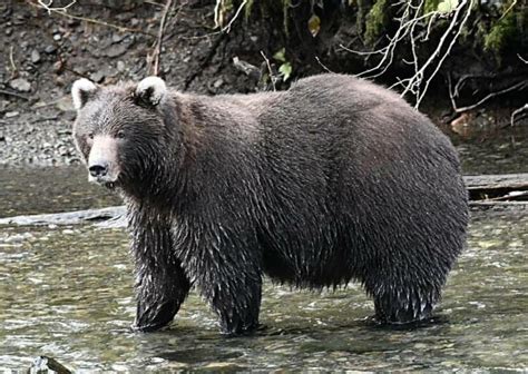 Well Known White Eared Bear Found Dead Of Gunshot Wound In Sitka