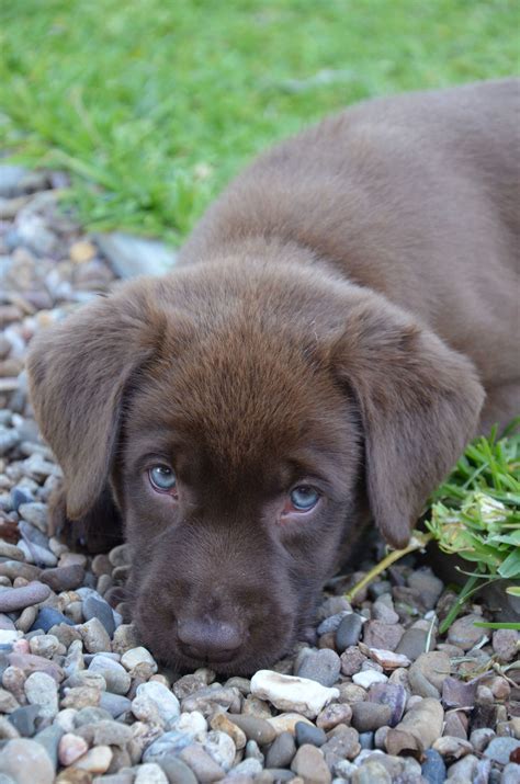 Chocolate Lab Puppy Aussie Made Funny Dog Signs Puppies Funny