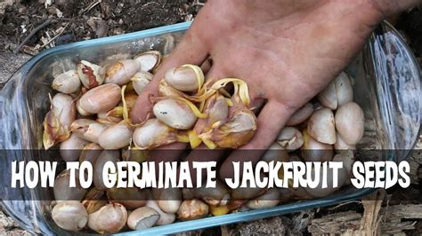 A lot of beneficial nutrients are found in. How to Germinate Jackfruit Seeds - YouTube