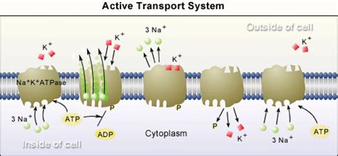 Active transport is the process of transferring substances into, out of, and between cells, using energy. Biology Review: The four types of cellurlar respiration