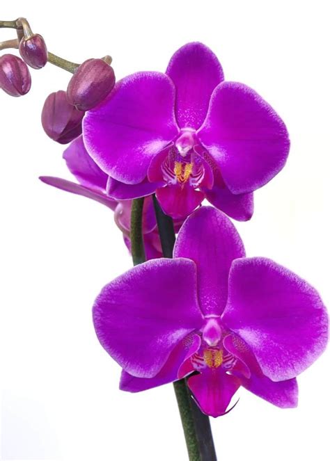Orchid Care Tips Growing Phalaenopsis Orchids Trillium Living