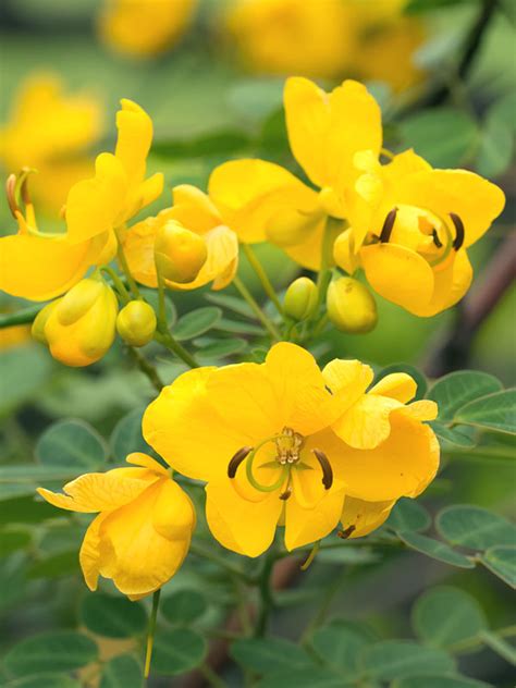 Butterfly bushes require very little maintenance. Winter Butterfly Bush (senna bicapsularis) - Urban Perennials
