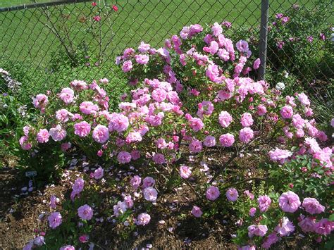 How To Grow Shrub Roses Growing And Caring For Shrub Roses