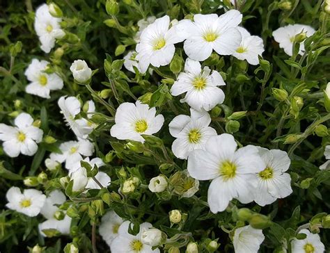 Arenaria montana, the mountain sandwort, is a species of flowering plant in the family caryophyllaceae, native to mountainous regions of southwestern europe, from the pyrenees to portugal. Arenaria montana (Zandkruid) - Plantdetails