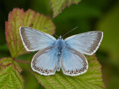 Chalk Hill Blue Maleupperwing Iain Leach Butterfly Conservation