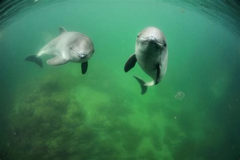 The Baltic Harbour Porpoise Needs Our Help Wwf Baltic