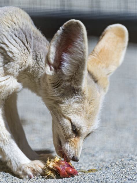 Is there any home remedies? Eating fennec | Flickr - Photo Sharing!