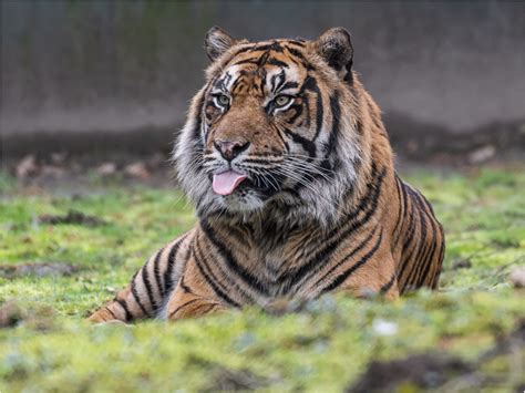 Sumatra Tiger Foto And Bild Nature Natur Portrait Bilder Auf