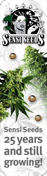 Cannabis Seeds Usa Sensi Seed Bank Cannabis Seeds Usa