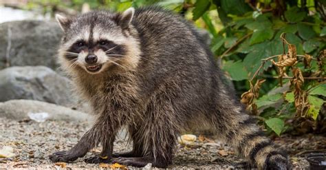 Raccoon Animal Facts Procyon Lotor Az Animals