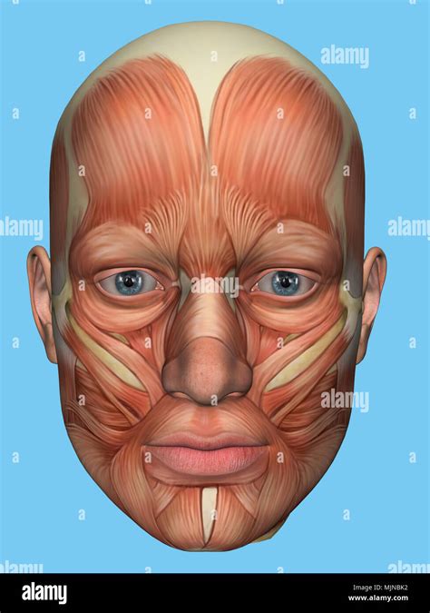 Anatomy Front View Of Major Face Muscles Of A Man Stock Photo Alamy