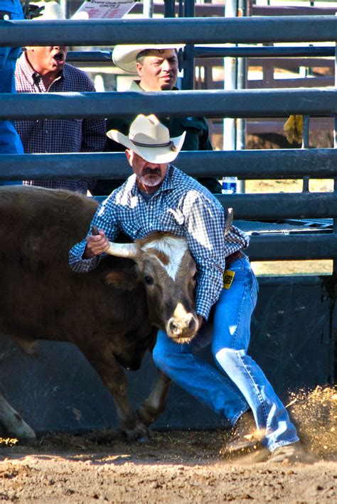 Ted Competing At Chute Dogging During The Bighorn Rodeo