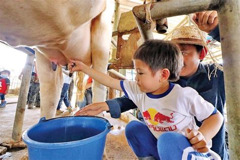 เปิดฟาร์มวัวนมต้อนรับเด็กๆ ปลูกหญ้า-ทำไอติมเจลาโต้ : หรรษา