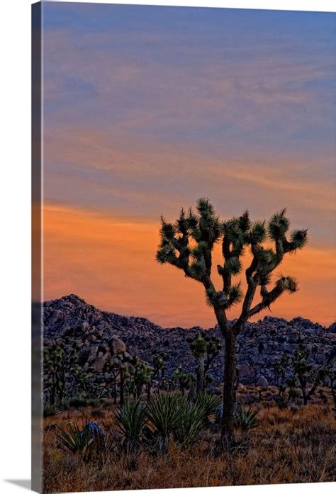 Saguaro, prickly pear, agave and joshua tree. Joshua Tree Sunrise Wall Art, Canvas Prints, Framed Prints ...
