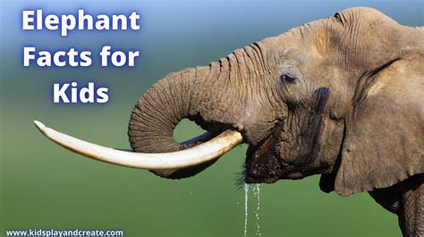 Discover The Amazing World Of Elephants Elephant Facts For Kids Kids