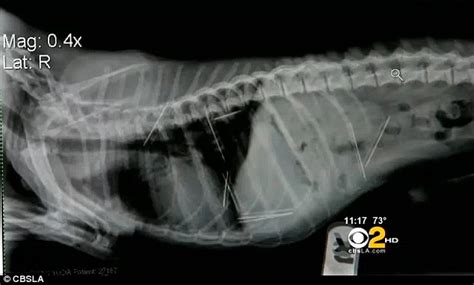 Miracle chihuahua survives surgery to remove NINE sewing needles from