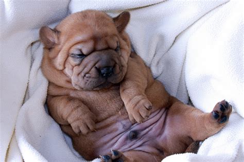 Toy Shar Pei Puppies Babies Available Wow Blog
