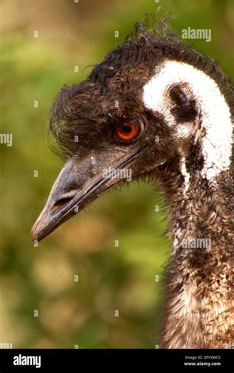 A Close Up Shot Of A Portrait Of An Emu Stock Photo Alamy