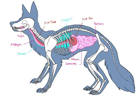 Pin On Animal Anatomy Erofound