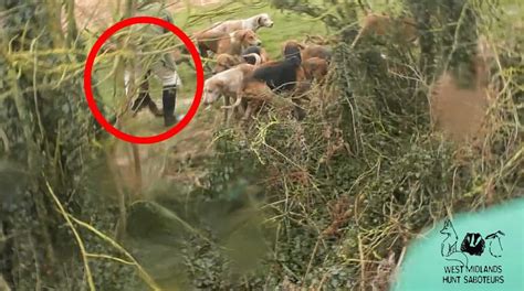Footage Shows Fox Being Savaged To Death By Pack Of Hunt Hounds