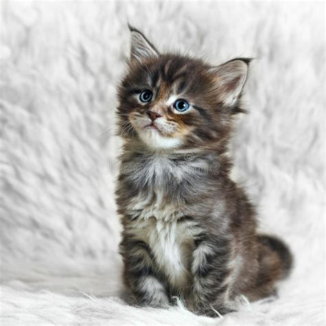 Look at pictures of maine coon kittens who need a home. Small Gray Maine Coon Kitten On White Background Fur Stock ...
