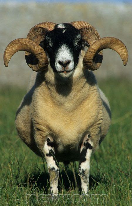 Black Faced Sheep Ram With Curly Horns Scotland Pinterest Best