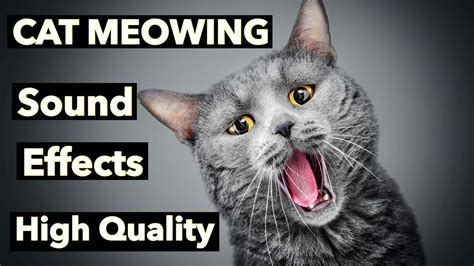 Cat Meowing Sound Effects Hq Youtube