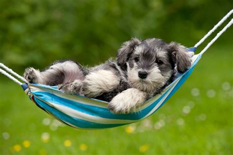 Cute Puppies Relaxing In Hammocks Mirror Online