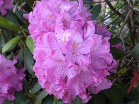 Rhododendron /ˌroʊdəˈdɛndrən/ is a very large genus of 1,024 species of woody plants in the heath family (ericaceae), either evergreen or deciduous, and found mainly in asia. A Meek Perspective: Rhododendron Bush