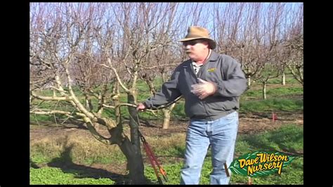 Sam van aken created the tree of 40 fruit by grafting buds from various stone fruit trees onto the branches of a single tree, making it capable of producing multiple branches from the different fruit trees grow off of the rootstock, which is typically a tree variety natural to the area's climate and soil. How To Graft A Fruit Tree - YouTube