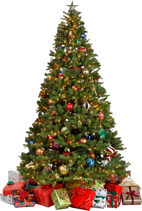 Christmas Tree Png Transparent Image Download Size 521x773px