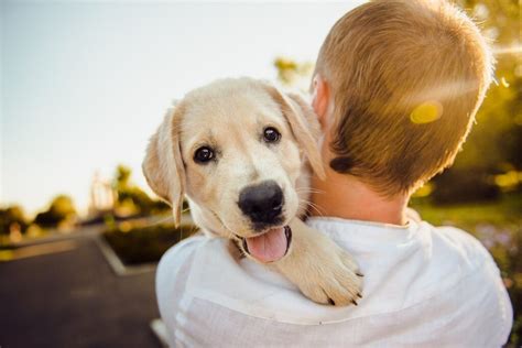 Conoce las ventajas y beneficios de adoptar una mascota