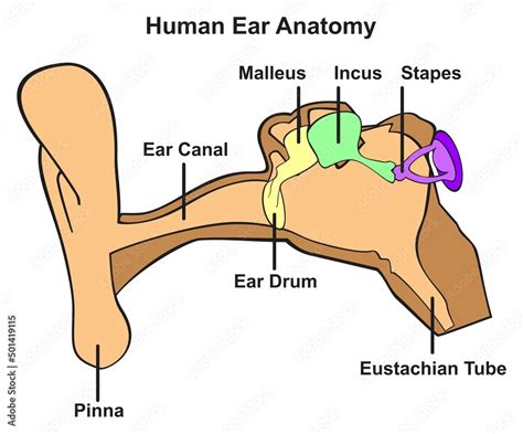 Human Ear Anatomy Infographic Diagram Outer Middle And Inner Ear With Parts Pinna Ear Canal Drum