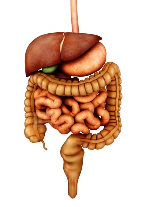Anatomy Of Human Digestive System Front View Poster Print Walmart