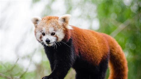 Endangered Red Panda Found After Going Missing From Belfast Zoo Uk