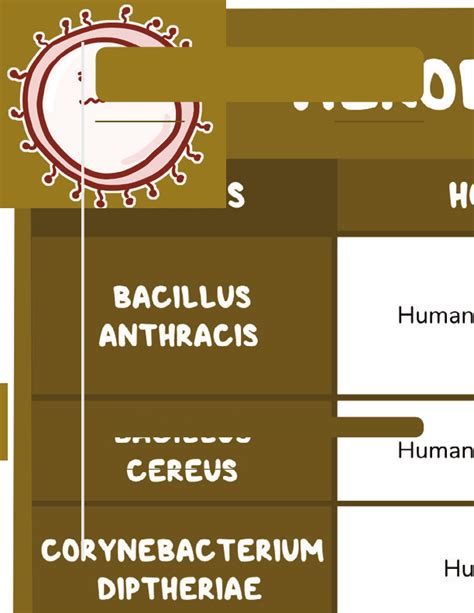 Shape Of Bacillus Anthracis Cell