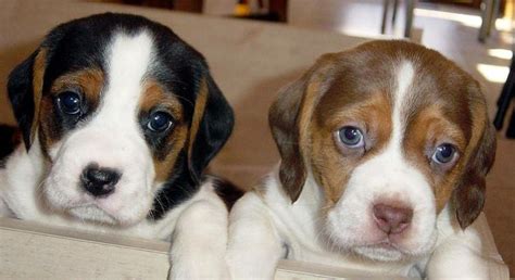 Blue Eyed Beagles Oh My Beagle Puppies Pinterest