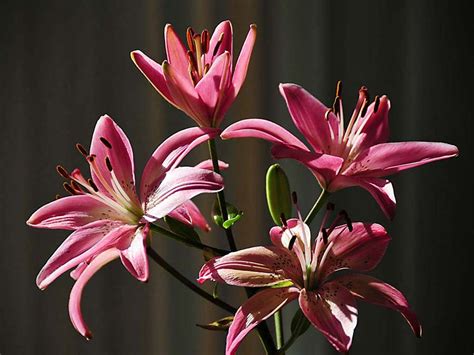 Gardensonline Lilium Oriental Hybrids