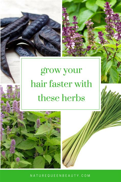 Grow Your Hair Faster With These 4 Herbs Nature Queen