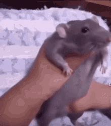 Rat Dancing Rat Gif Rat Dancing Rat Fnaf Descobrir E Compartilhar Gifs