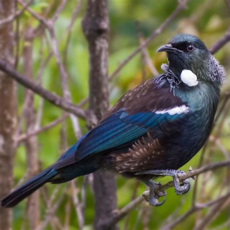 Tui Tūī Kohab Bird Guide Kohab